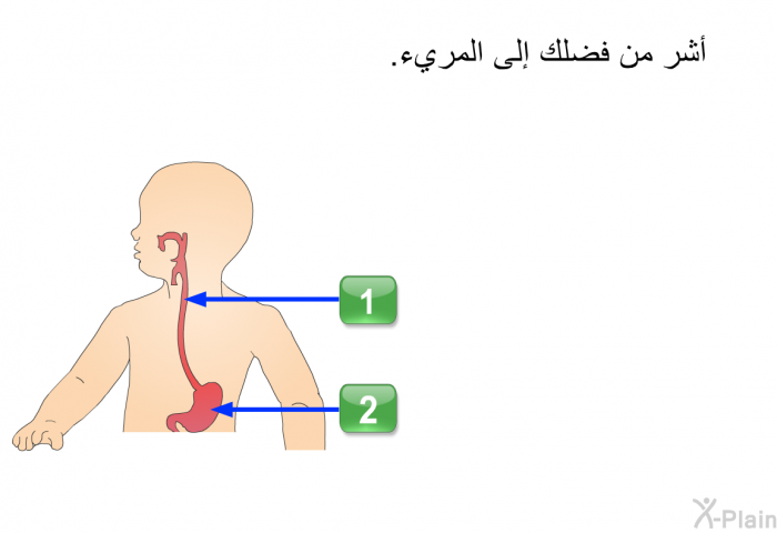 أشر من فضلك إلى المريء.