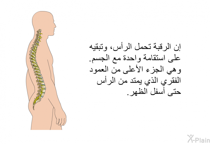 إن الرقبة تحمل الرأس، وتبقيه على استقامة واحدة مع الجسم. وهي الجزء الأعلى من العمود الفقري الذي يمتد من الرأس حتى أسفل الظهر.