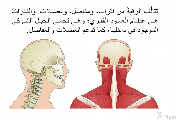 تتألَّف الرقبةُ من فقرات، ومفاصل، وعضلات. والفقراتُ هي عظام العمود الفقري؛ وهي تحمي الحبلَ الشوكي الموجود في داخلها، كما تدعم العضلات والمفاصل.