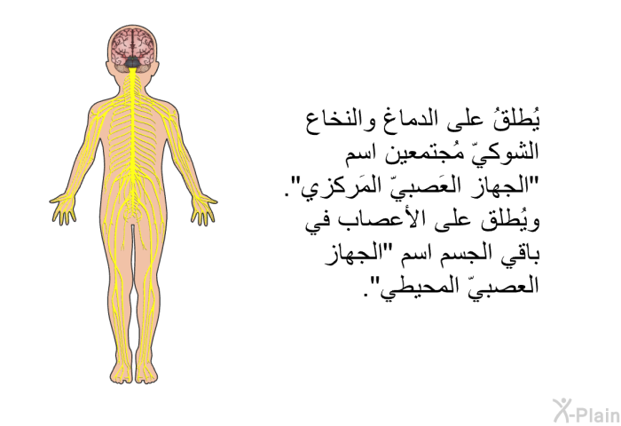 يُطلقُ على الدماغ والنخاع الشوكيّ مُجتمعين اسم "الجهاز العَصبيّ المَركزي". ويُطلق على الأعصاب في باقي الجسم اسم "الجهاز العصبيّ المحيطي".