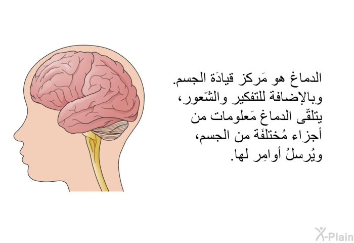 الدماغ هو مَركز قيادَة الجسم. وبالإضافة للتفكير والشّعور، يتلقّى الدماغ مَعلومات من أجزاء مُختلفَة من الجسم، ويُرسلُ أوامِر لها.