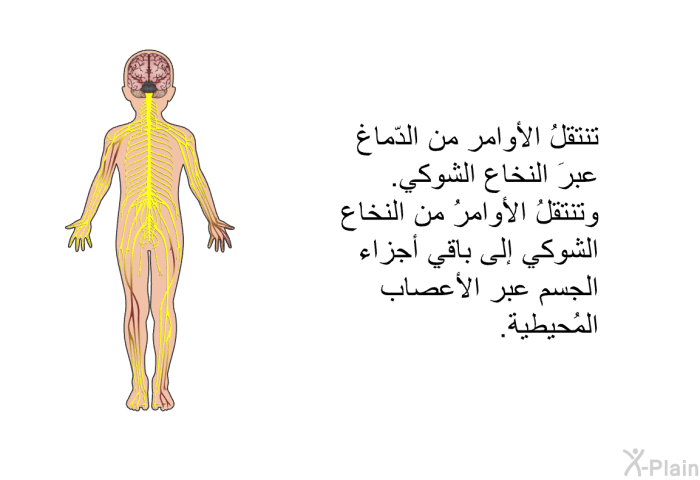 تنتقلُ الأوامر من الدّماغ عبرَ النخاع الشوكي. وتنتقلُ الأوامرُ من النخاع الشوكي إلى باقي أجزاء الجسم عبر الأعصاب المُحيطية.