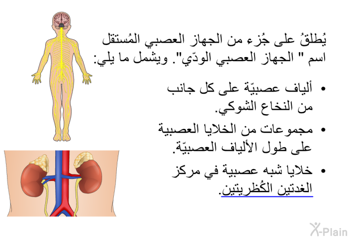 يُطلقُ على جُزء من الجهاز العصبي المُستقل اسم " الجهاز العصبي الودّي". ويشمل ما يلي:   ألياف عصبيّة على كل جانب من النخاع الشوكي.  مجموعات من الخلايا العصبية على طول الألياف العصبيّة. خلايا شبه عصبية في مركز الغدتين الكُظريتين.