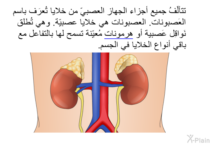 تتألّفُ جميع أجزاء الجهاز العصبيّ من خلايا تُعرَف باسم العَصبونات. العصبونات هي خلايا عصبيّة. وهي تُطلق نَواقِل عَصبية أو هرمونات مُعيّنة تسمح لها بالتفاعل مع باقي أنواع الخلايا في الجسم.