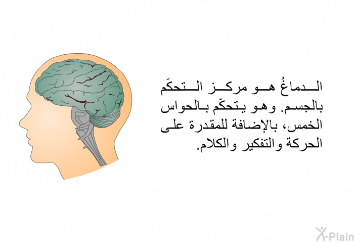 الدماغُ هو مركز التحكّم بالجسم. وهو يتحكّم بالحواس الخمس، بالإضافة للمقدرة على الحركة والتفكير والكلام.
