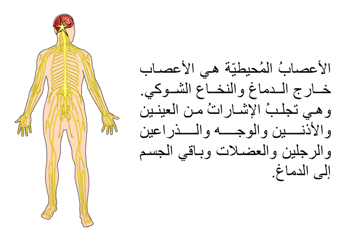 الأعصابُ المُحيطيّة هي الأعصاب خارج الدماغ والنخاع الشوكي. وهي تجلبُ الإشاراتِ من العينين والأذنين والوجه والذراعين والرجلين والعضلات وباقي الجسم إلى الدماغ.