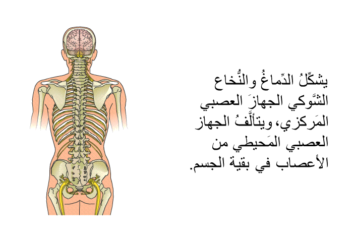 يشكِّلُ الدِّماغُ والنُّخاع الشَّوكي الجهازَ العصبي المَركزي، ويتألَّفُ الجهاز العصبي المحيطي من الأعصاب في بقية الجسم.
