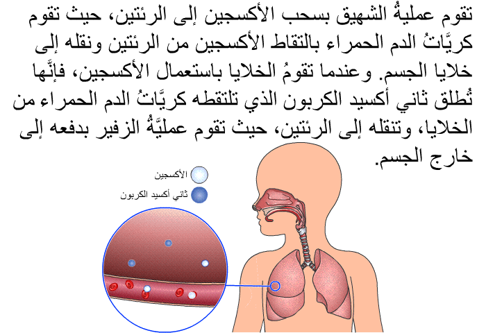 تقوم عمليةُ الشهيق بسحب الأكسجين إلى الرئتين، حيث تقوم كريَّاتُ الدم الحمراء بالتقاط الأكسجين من الرئتين ونقله إلى خلايا الجسم. وعندما تقومُ الخلايا باستعمال الأكسجين، فإنَّها تُطلق ثاني أكسيد الكربون الذي تلتقطه كريَّاتُ الدم الحمراء من الخلايا، وتنقله إلى الرئتين، حيث تقوم عمليَّةُ الزفير بدفعه إلى خارج الجسم.