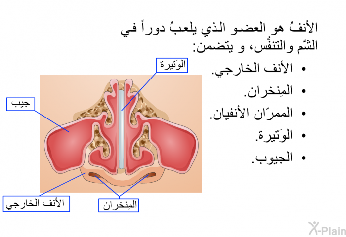 الأنفُ هو العضو الذي يلعبُ دوراً في الشَّم والتنفُّس، و يتضمن:   الأنف الخارجي.  المِنخران.  الممرّان الأنفيان.  الوَتيرة. الجيوب.