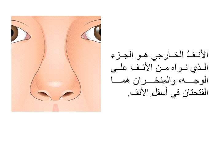 الأنفُ الخارجي هو الجزء الذي نراه من الأنف على الوجه، والمِنخران هما الفتحتان في أسفلِ الأنف.