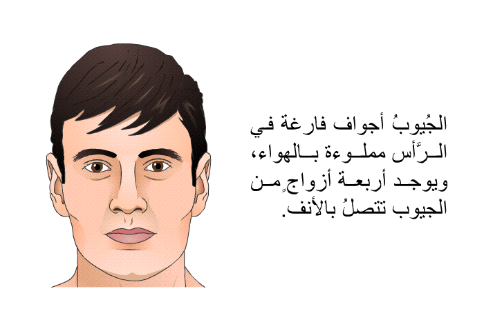 الجُيوبُ أجوافٌ فارغة في الرَّأس مملوءةٌ بالهواء، ويوجد أربعة أزواجٍ من الجيوب تتصلُ بالأنف.