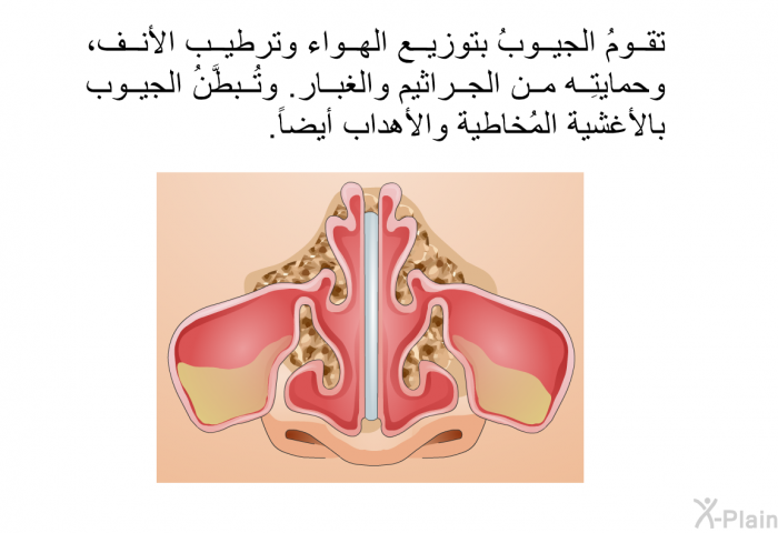تقومُ الجيوبُ بتوزيع الهواء وترطيب الأنف، وحمايتِه من الجراثيم والغبار. وتُبطَّنُ الجيوب بالأغشية المُخاطية والأهداب أيضاً.