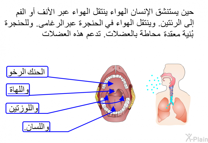 حين يستنشق الإنسان الهواء ينتقل الهواء عبر الأنف أو الفم إلى الرئتين<B>. </B>وينتقل الهواء في الحنجرة عبرالرغامى<B>. </B>وللحنجرة بُنية معقدة محاطة بالعضلات<B>. </B>تدعم هذه العضلات الحنك الرخو واللهاة واللوزتين واللسان<B>. </B>