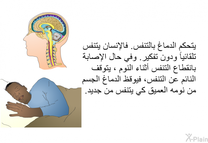 يتحكم الدماغ بالتنفس<B>. </B>فالإنسان يتنفس تلقائياً ودون تفكير<B>. </B>وفي حال الإصابة بانقطاع التنفس أثناء النوم ، يتوقف النائم عن التنفس، فيوقظ الدماغ الجسم من نومه العميق كي يتنفس من جديد<B>. </B>