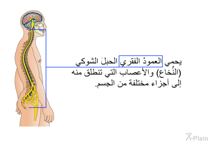 يحمي العمودُ الفقري الحبلَ الشوكي (النُّخاع) والأعصاب التي تنطلق منه إلى أجزاء مختلفة من الجسم.