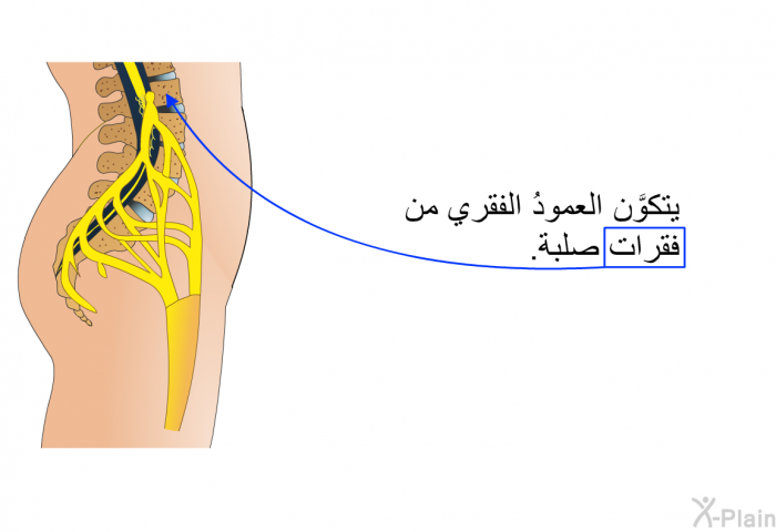 يتكوَّن العمودُ الفقري من فقرات صلبة.