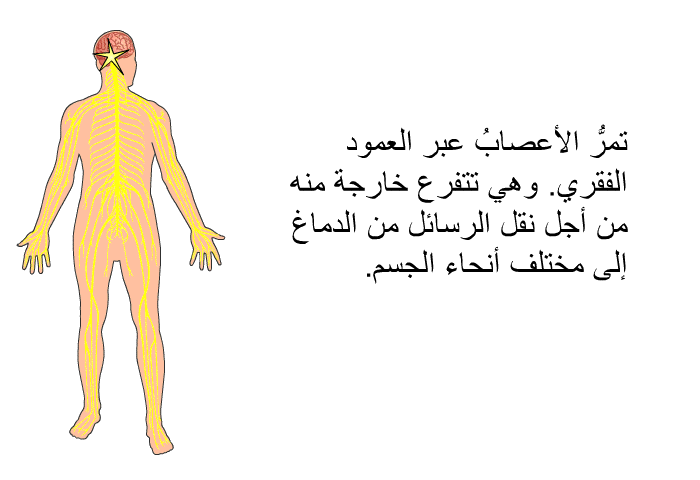 تمرُّ الأعصابُ عبر العمود الفقري. وهي تتفرع خارجة منه من أجل نقل الرسائل من الدماغ إلى مختلف أنحاء الجسم.