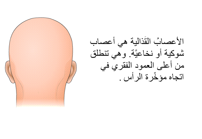 الأعصابُ القَذالية هي أعصاب شوكية أو نخاعيَّة. وهي تنطلق من أعلى العمود الفقري في اتجاه مؤخِّرة الرأس.
