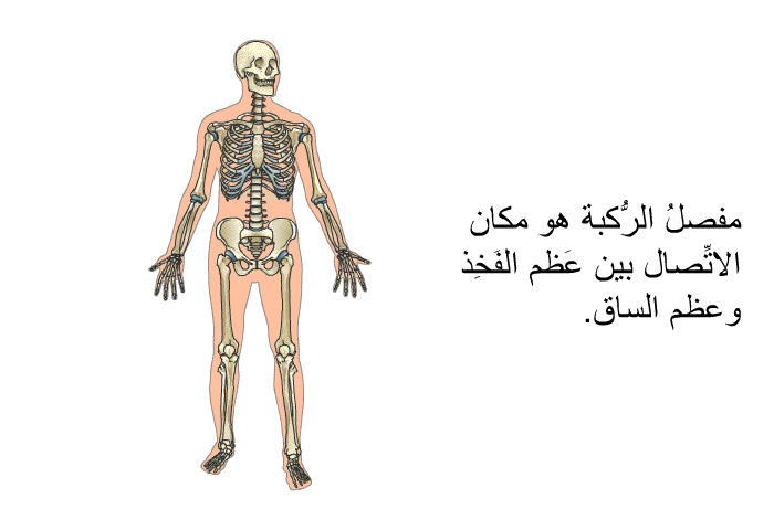 مفصلُ الرُّكبة هو مكان الاتِّصال بين عَظم الفَخِذ وعظم الساق.