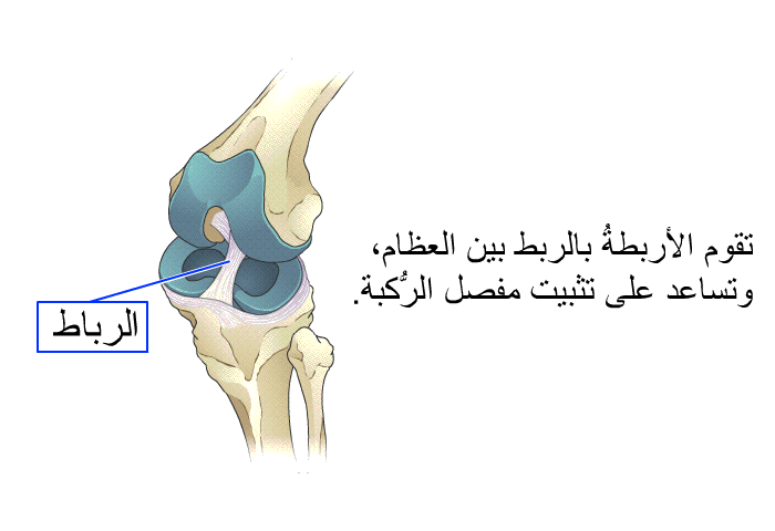 تقوم الأربطةُ بالربط بين العظام، وتساعد على تثبيت مفصل الرُّكبة.