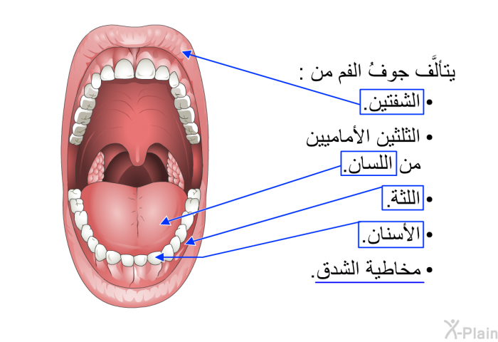 يتألَّف جوفُ الفم من:   الشفتين.  الثلثين الأماميين من اللسان.  اللثة.  الأسنان. مخاطية الشدق.