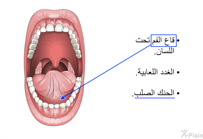 قاع الفم تحت اللسان.  الغدد اللعابية. الحنك الصلب.