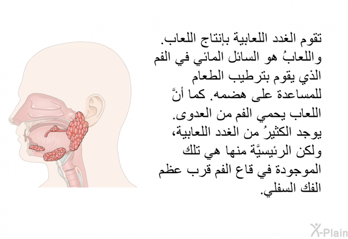 تقوم الغدد اللعابية بإنتاج اللعاب. واللعابُ هو السائل المائي في الفم الذي يقوم بترطيب الطعام للمساعدة على هضمه. كما أنَّ اللعاب يحمي الفم من العدوى. يوجد الكثيرُ من الغدد اللعابية، ولكن الرئيسيَّة منها هي تلك الموجودة في قاع الفم قرب عظم الفك السفلي.