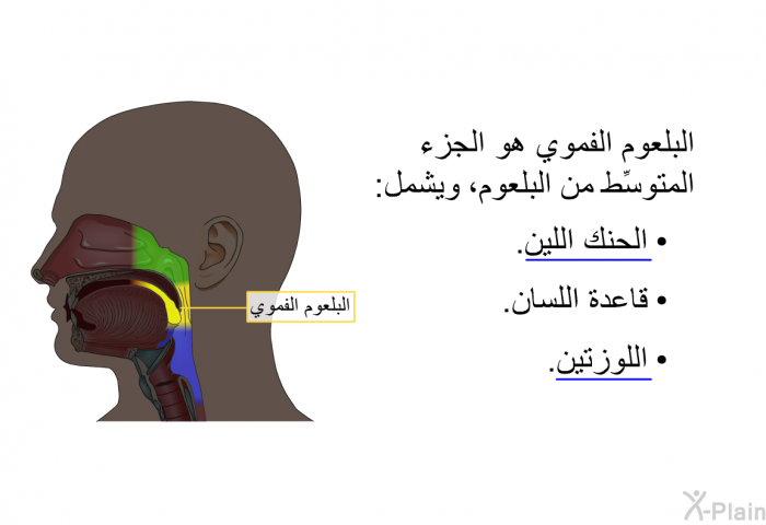 البلعوم الفموي هو الجزء المتوسِّط من البلعوم، ويشمل:   الحنك اللين.  قاعدة اللسان. اللوزتين.