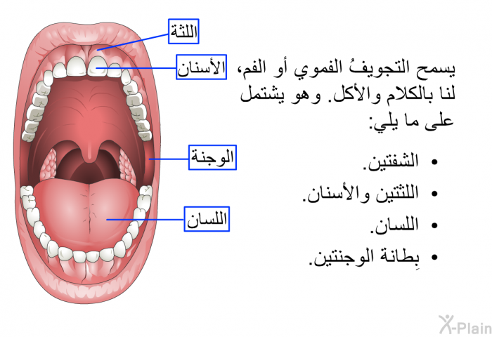 يسمح التجويفُ الفموي أو الفم، لنا بالكلام والأكل. وهو يشتمل على ما يلي:   الشفتين.  اللثتين والأسنان.  اللسان.  بِطانة الوجنتين.
