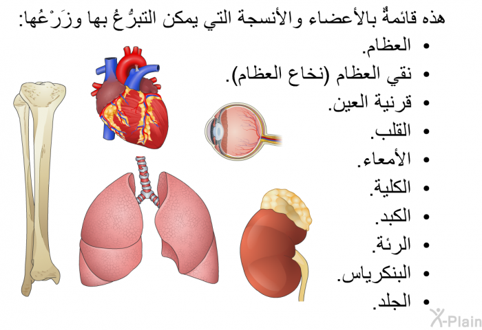 هذه قائمةٌ بالأعضاء والأنسجة التي يمكن التبرُّعُ بها وزَرْعُها:  العظام. نقي العظام (نخاع العظام). قرنية العين. القلب. الأمعاء. الكلية. الكبد. الرئة. البنكرياس. الجلد.