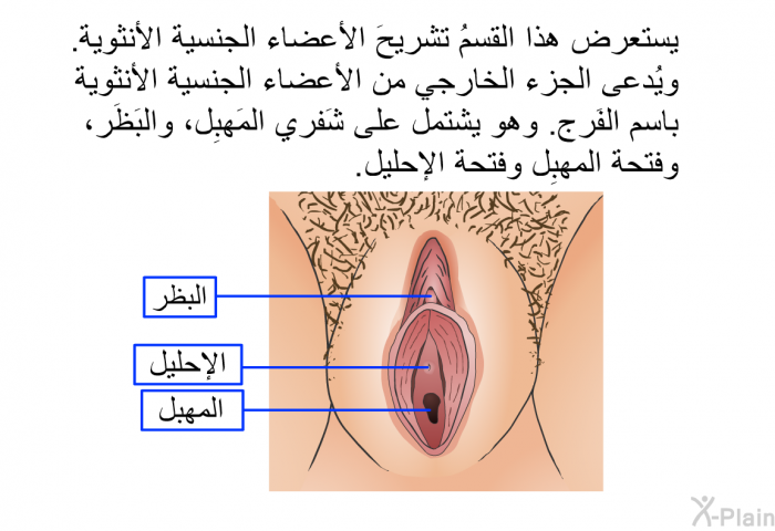 يستعرض هذا القسمُ تشريحَ الأعضاء الجنسية الأنثوية. ويُدعى الجزء الخارجي من الأعضاء الجنسية الأنثوية باسم الفَرج. وهو يشتمل على شَفري المَهبِل، والبَظَر، وفتحة المهبِل وفتحة الإحليل.