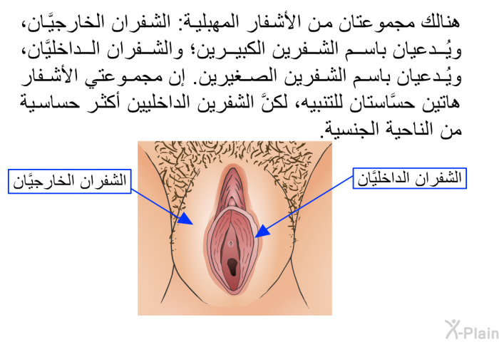 هنالك مجموعتان من الأشفار المهبلية: الشفران الخارجيَّان، ويُدعيان باسم الشفرين الكبيرين؛ والشفران الداخليَّان، ويُدعيان باسم الشفرين الصغيرين. إن مجموعتي الأشفار هاتين حسَّاستان للتنبيه، لكنَّ الشفرين الداخليين أكثر حساسية من الناحية الجنسية.