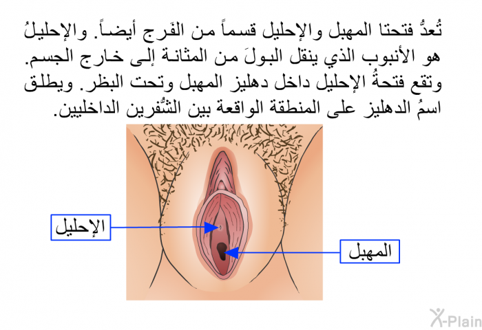 تُعدُّ فتحتا المهبل والإحليل قسماً من الفَرج أيضاً. والإحليلُ هو الأنبوب الذي ينقل البولَ من المثانة إلى خارج الجسم. وتقع فتحةُ الإحليل داخل دهليز المهبل وتحت البظر. ويطلق اسمُ الدهليز على المنطقة الواقعة بين الشُّفرين الداخليين.