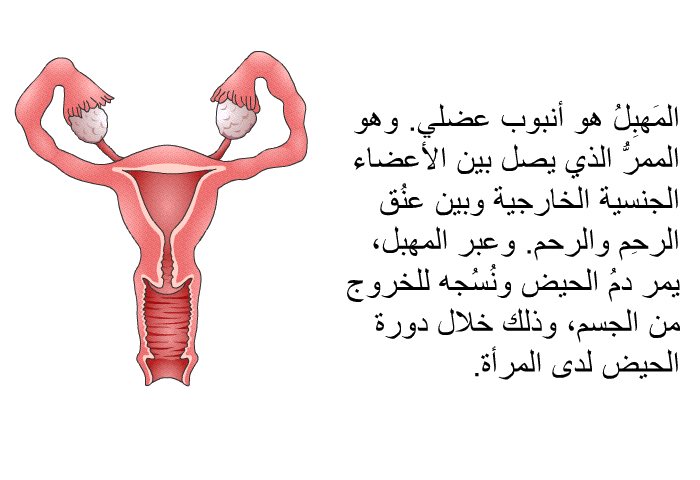 المَهبِلُ هو أنبوب عضلي. وهو الممرُّ الذي يصل بين الأعضاء الجنسية الخارجية وبين عنُق الرحِم والرحم. وعبر المهبل، يمر دمُ الحيض ونُسُجه للخروج من الجسم، وذلك خلال دورة الحيض لدى المرأة.