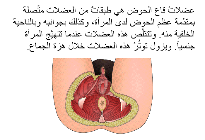 عضلاتُ قاع الحوض هي طبقاتٌ من العضلات متَّصلة بمقدِّمة عظم الحوض لدى المرأة، وكذلك بجوانبه وبالناحية الخلفية منه. وتتقلَّص هذه العضلات عندما تتهيَّج المرأة جنسياً. ويزول توتُّرُ هذه العضلات خلال هزة الجماع.