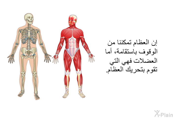 إن العظام تمكننا من الوقوف باستقامة، أما العضلات فهي التي تقوم بتحريك العظام.