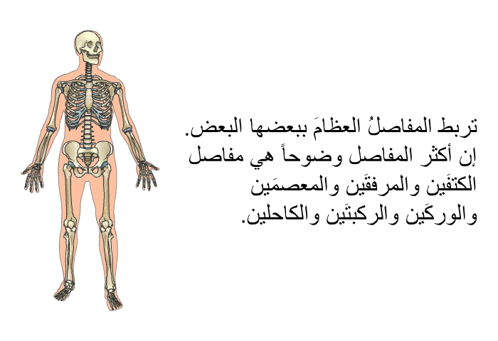 تربط المفاصلُ العظامَ ببعضها البعض. إن أكثر المفاصل وضوحاً هي مفاصل الكتفَين والمرفقَين والمعصمَين والوركَين والركبتَين والكاحلين.