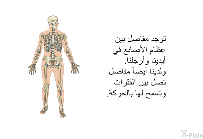 توجد مفاصل بين عظام الأصابع في أيدينا وأرجلنا. ولدينا أيضاً مفاصل تصل بين الفقرات وتسمح لها بالحركة.