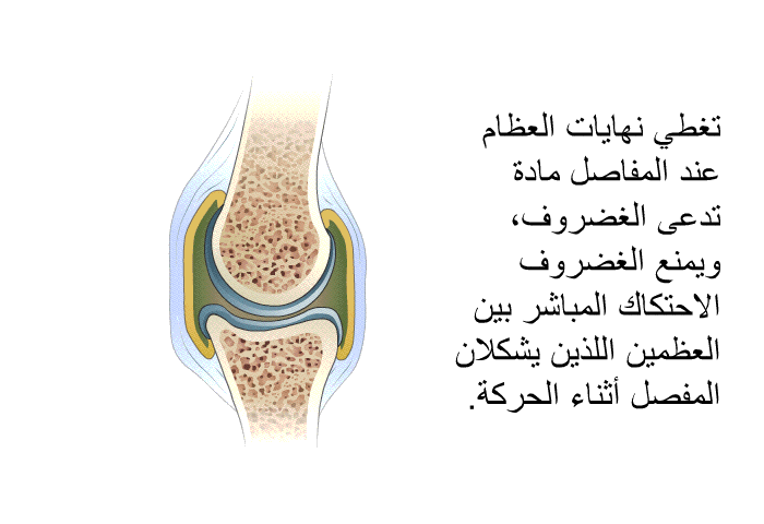 تغطي نهايات العظام عند المفاصل مادة تدعى الغضروف، ويمنع الغضروف الاحتكاك المباشر بين العظمين اللذين يشكلان المفصل أثناء الحركة.