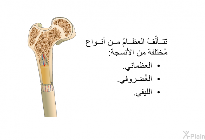 تتألّفُ العظامُ من أنواع مُختلفة من الأنسجة:  العظماني. الغُضروفي. الليفي.