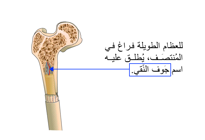 للعظام الطويلة فراغ في المُنتصَف، يُطلق عليه اسم جَوف النّقي.