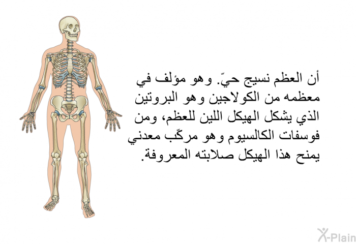 أن العظم نسيج حيّ<B>. </B>وهو مؤلف في معظمه من الكولاجين وهو البروتين الذي يشكل الهيكل اللين للعظم، ومن فوسفات الكالسيوم وهو مركّب معدني يمنح هذا الهيكل صلابته المعروفة<B>.</B>