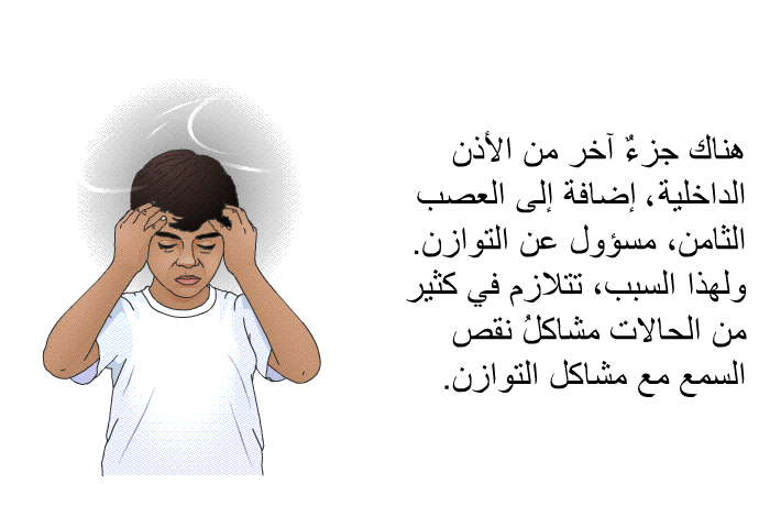 هناك جزءٌ آخر من الأذن الداخلية، إضافة إلى العصب الثامن، مسؤول عن التوازن. ولهذا السبب، تتلازم في كثير من الحالات مشاكلُ نقص السمع مع مشاكل التوازن.
