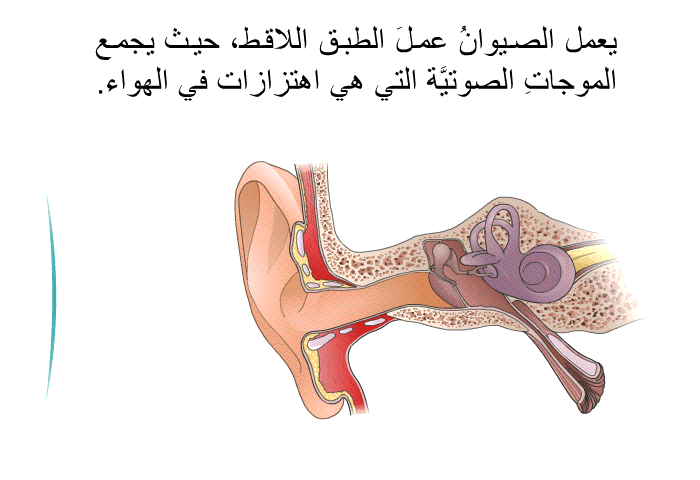 يعمل الصيوانُ عملَ الطبق اللاقط، حيث يجمع الموجاتِ الصوتيَّة التي هي اهتزازات في الهواء.