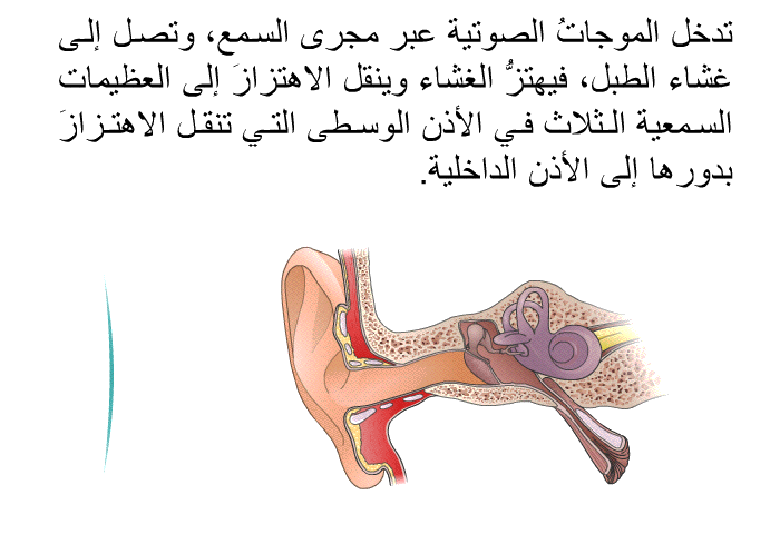 تدخل الموجاتُ الصوتية عبر مجرى السمع، وتصل إلى غشاء الطبل، فيهتزُّ الغشاء وينقل الاهتزازَ إلى العظيمات السمعية الثلاث في الأذن الوسطى التي تنقل الاهتزازَ بدورها إلى الأذن الداخلية.