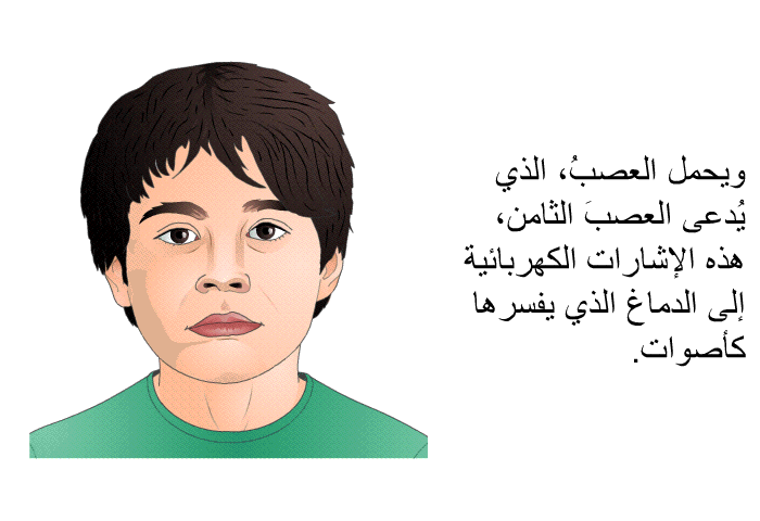 ويحمل العصبُ، الذي يُدعى العصبَ الثامن، هذه الإشارات الكهربائية إلى الدماغ الذي يفسرها كأصوات.