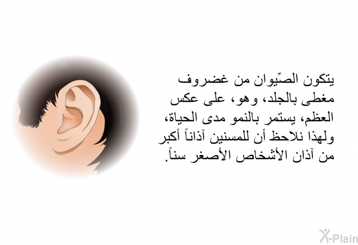 يتكون الصِّيوان من غضروف مغطى بالجلد، وهو، على عكس العظم، يستمر بالنمو مدى الحياة، ولهذا نلاحظ أن للمسنين آذاناً أكبر من آذان الأشخاص الأصغر سناً.