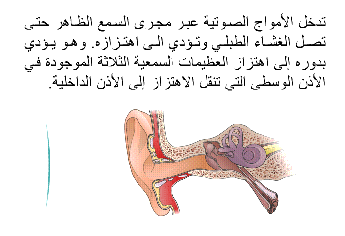 تدخل الأمواج الصوتية عبر مجرى السمع الظاهر حتى تصل الغشاء الطبلي وتؤدي الى اهتزازه. وهو يؤدي بدوره إلى اهتزاز العظيمات السمعية الثلاثة الموجودة في الأذن الوسطى التي تنقل الاهتزاز إلى الأذن الداخلية.