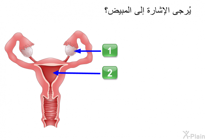 يُرجى الإشارة إلى المبيض؟