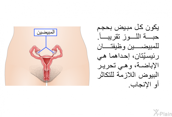 يكون كل مبيض بحجم حبة اللوز تقريباً. للمبيضين وظيفتان رئيسيَّتان، إحداهما هي الإباضة، وهي تحرير البيوض اللازمة للتكاثر أو الإنجاب.